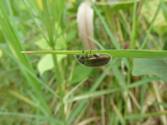 Lagriina