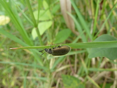 Lagriina