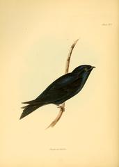 Galapagos Martin photo 3