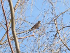 Turdus eunomus