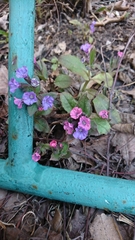 Pulmonaria obscura