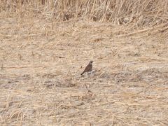 Turdus eunomus