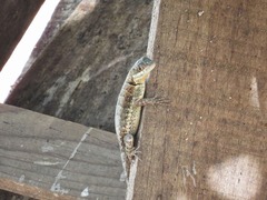 Tropidurus