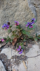 Pulmonaria obscura