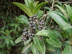 Miconia crocea