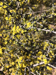 Condalia ericoides