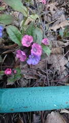 Pulmonaria obscura