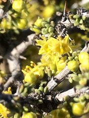 Condalia ericoides