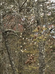 Amelanchier arborea arborea