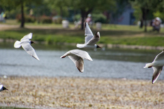 Chroicocephalus ridibundus