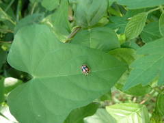 Cassidinae
