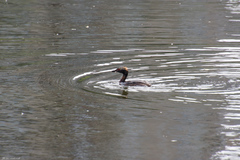 Podiceps auritus