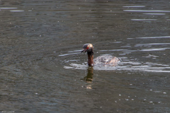 Podiceps auritus