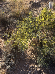 Condalia ericoides