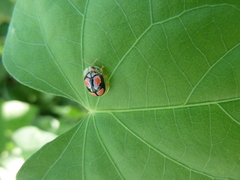 Cassidinae