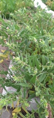 Nonea caspica, photograph (c) G'ofurova Gulxayo, some rights reserved (CC BY)