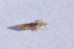 Pediculus humanus capitis