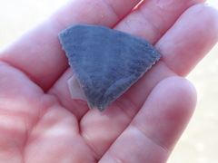 Echinarachnius parma