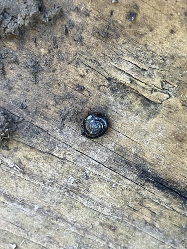 Zonitoides nitidus