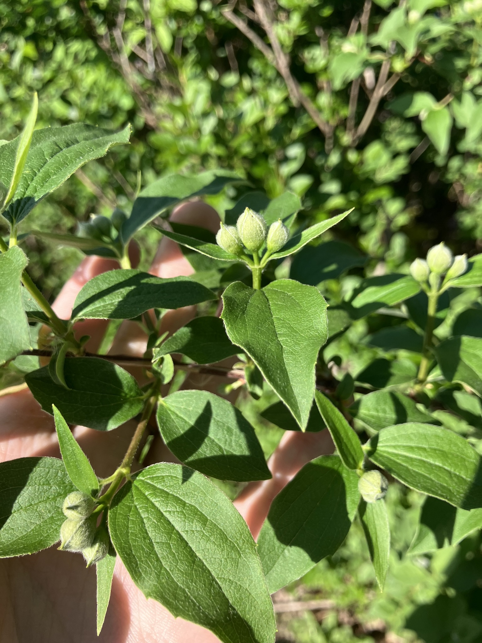 Beispielbild: Pfeifenstrauch (Philadelphus coronarius)