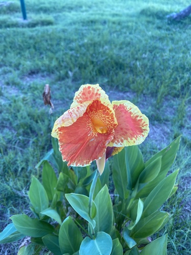 Garden Canna