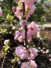 Prunus glandulosa