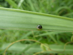 Heteroptera