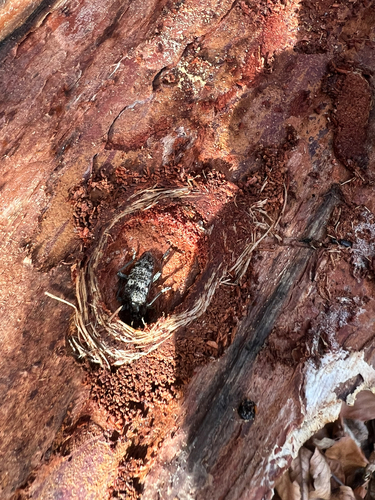 Ribbed Pine Borer