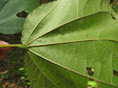 Heliocarpus