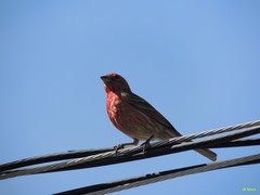 Haemorhous mexicanus