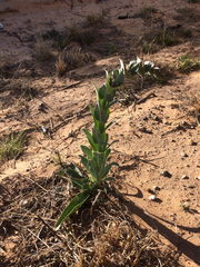 Penstemon buckleyi