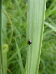 Heteroptera