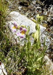 Erythranthe erubescens