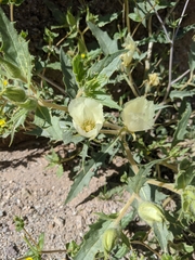 Mentzelia tricuspis