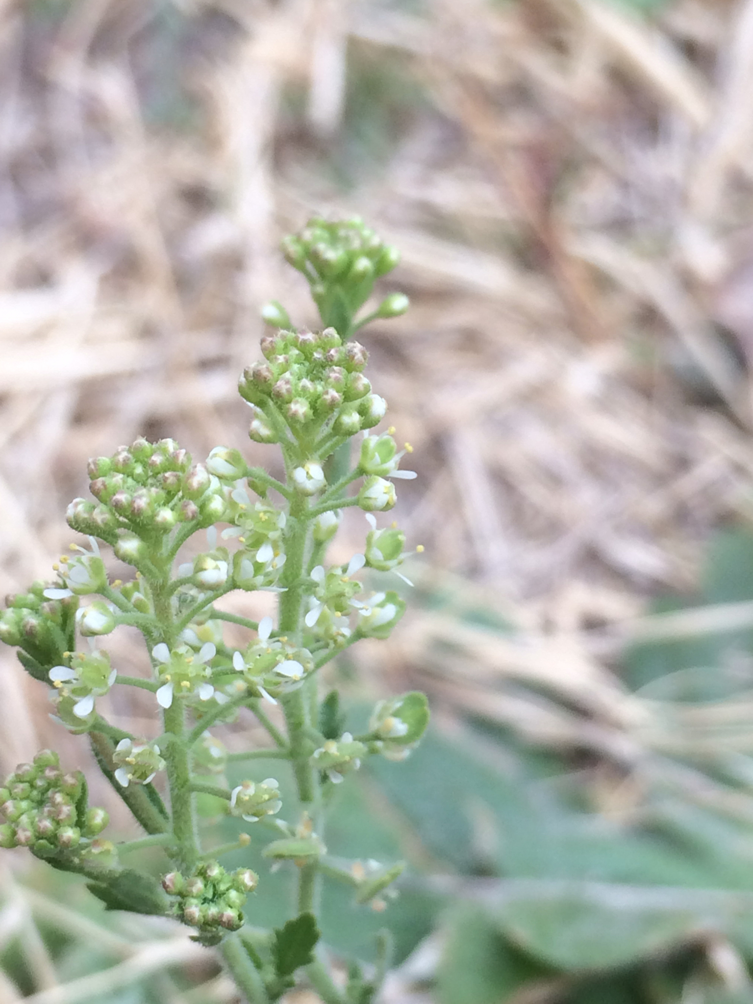 Lepidium lasiocarpum ssp. wrightii