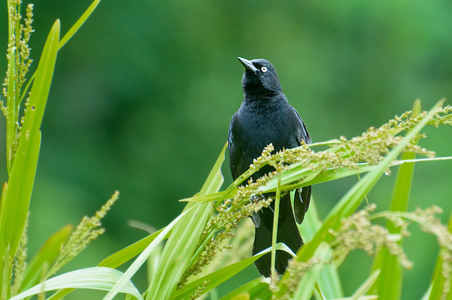 Pale-eyed Blackbird photo