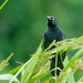 Pale-eyed Blackbird - Photo (c) Cláudio Dias Timm, some rights reserved (CC BY-NC-SA)