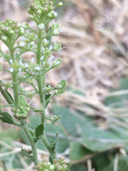 Lepidium lasiocarpum wrightii