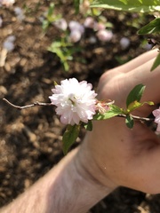 Prunus glandulosa