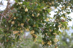 Pteleopsis myrtifolia