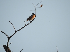 Saroglossa spilopterus