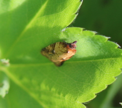 Acleris aspersana