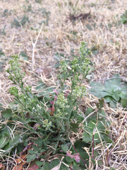 Lepidium lasiocarpum wrightii