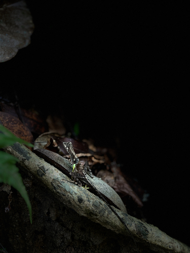 Sri Lanka Kangaroo Lizard