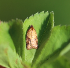 Acleris aspersana