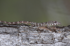 Anolis divius