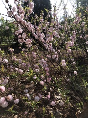 Prunus glandulosa