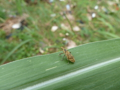 Curculionoidea