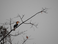 Rhyticeros undulatus