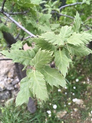 Quercus ithaburensis macrolepis